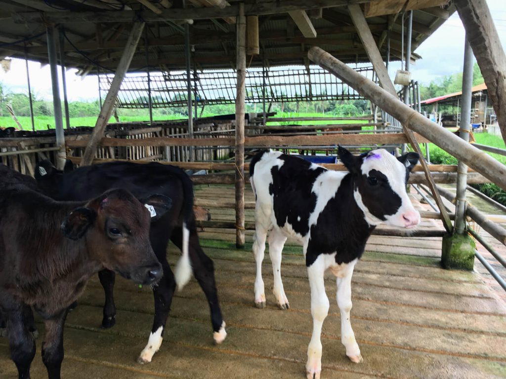 フィリピンで飼育されている牛