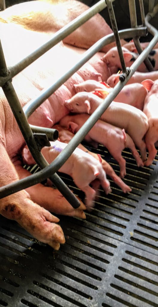フィリピンで飼育されている豚