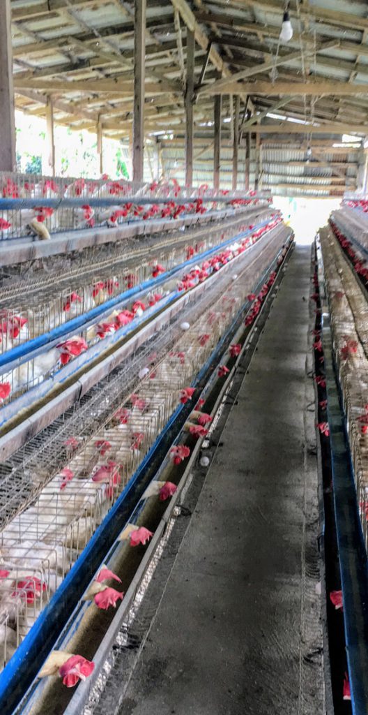 フィリピンで飼育されている鶏