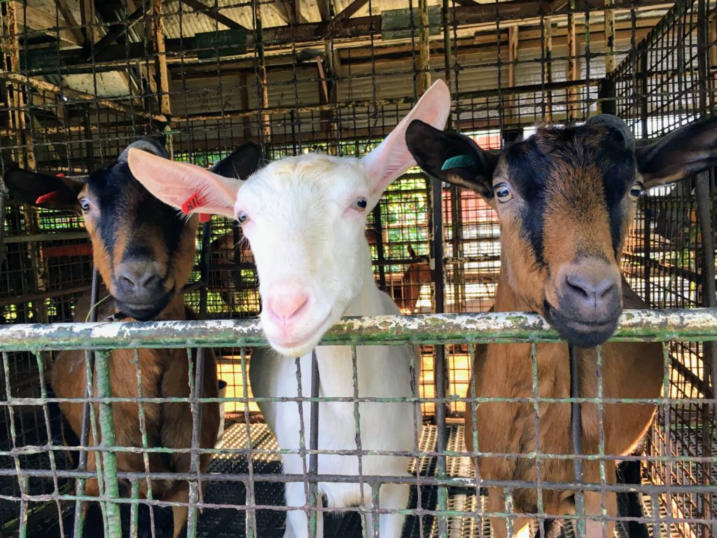 フィリピンで飼育されているヤギ