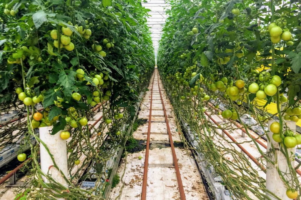 tomato栽培
