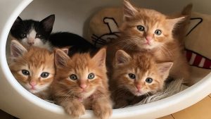 子猫