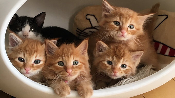 子猫