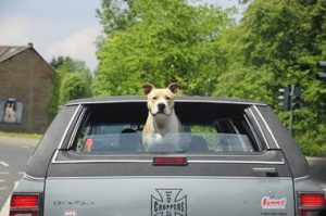 犬と車