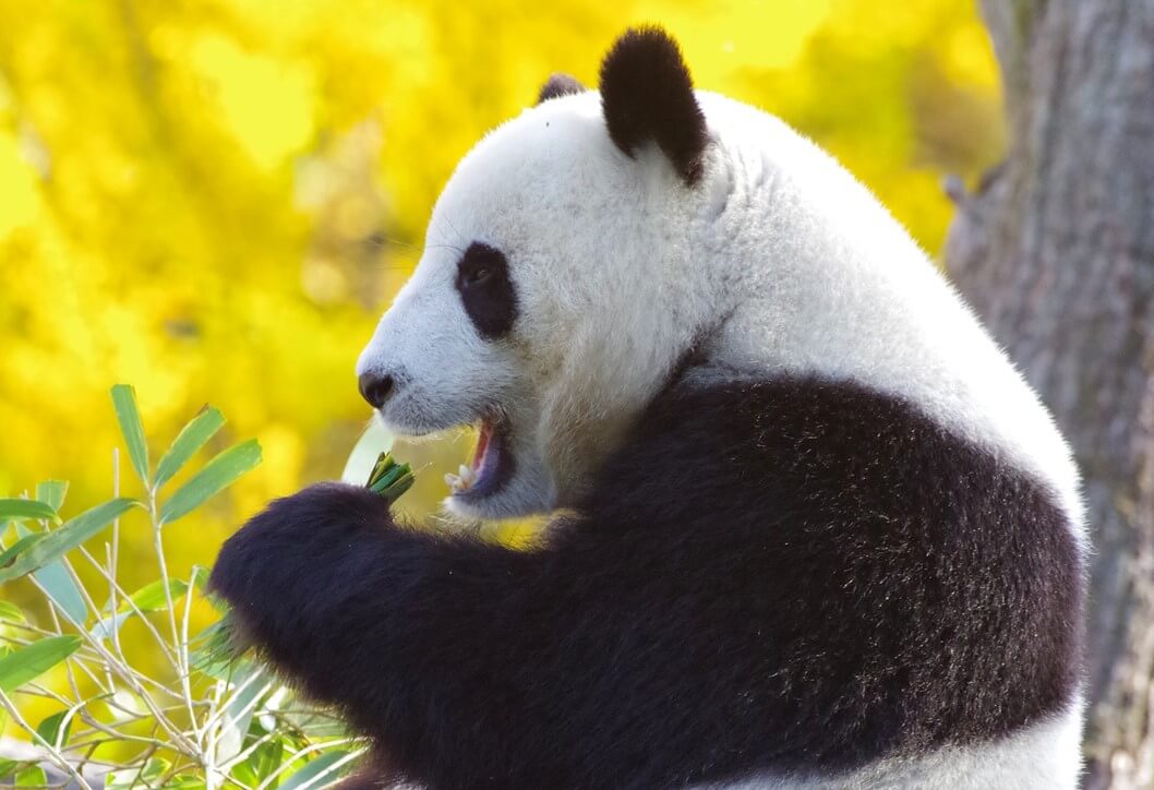 中国のパンダ